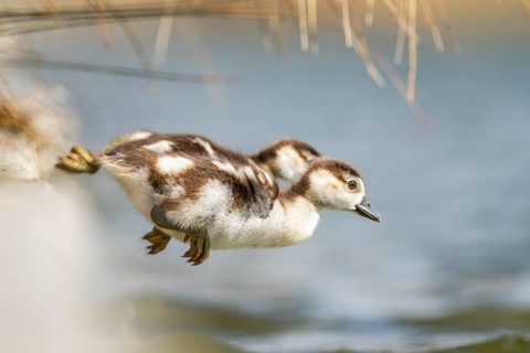 Two cute Egyptian goose (Alopochen aegyptiaca) chicks jumping into a lake, Bavaria, Germany