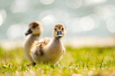 Egyptian goose (Alopochen aegyptiaca) cute chicks on a meadow at the shore of a lake, Bavaria,