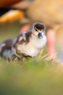 Egyptian goose (Alopochen aegyptiaca) cute chick on a meadow at the shore of a lake, Bavaria,