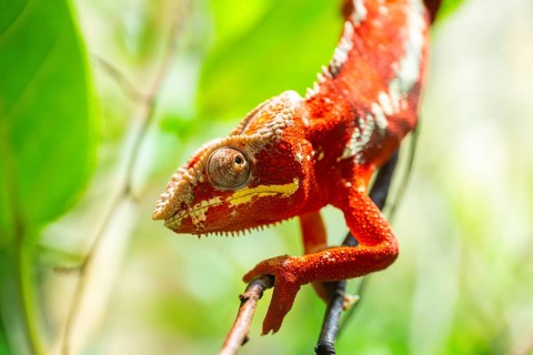 Red Panther chameleon (Furcifer pardalis) in a bush, captive, Bavaria, Germany