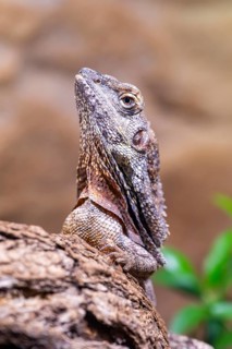 Close-up of a frill-necked lizard (Chlamydosaurus kingii) on a tree