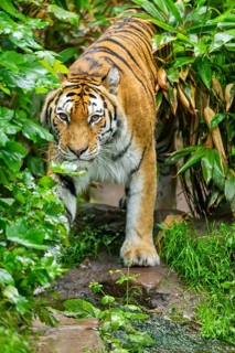 Siberian tiger (Panthera tigris tigris) walking through bushes on a rainy day, captive, Germany
