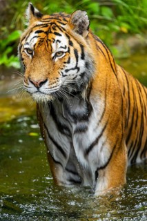 Siberian tiger (Panthera tigris tigris) walking in a lake, captive, Germany