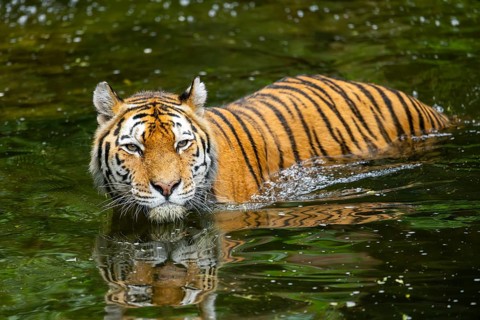 Siberian tiger (Panthera tigris tigris) swimming in a lake, captive, Germany