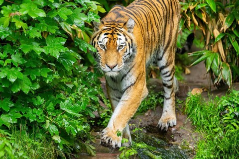 Siberian tiger (Panthera tigris tigris) walking through bushes on a rainy day, captive, Germany