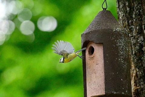 Eurasian blue tit (Cyanistes caeruleus) flying away from a bird house, Bavaria, Germany