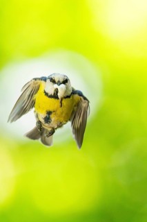 Eurasian blue tit (Cyanistes caeruleus) flying, Bavaria, Germany, Europe: