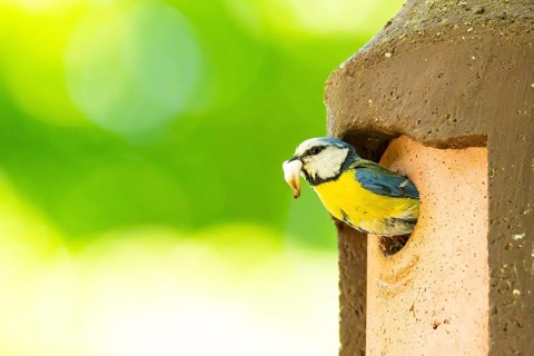 Eurasian blue tit (Cyanistes caeruleus) coming out of a bird house, Bavaria, Germany