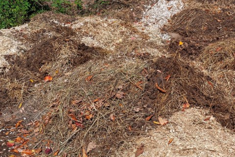 Pile of manure mixed with leaves, woodchips and straw for use as organic fertilizer for growing