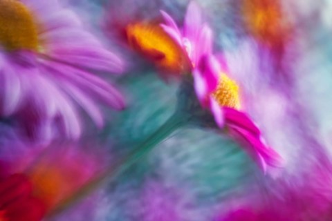Artistic close-up of an Aster (Aster), showing its delicate petals and yellow center, captured with