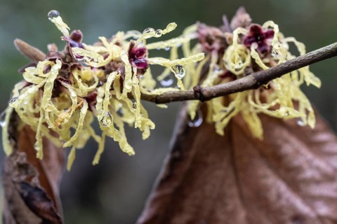 Witch hazel (Hamamelis mollis Pallida), Emsland, Lower Saxony, Germany