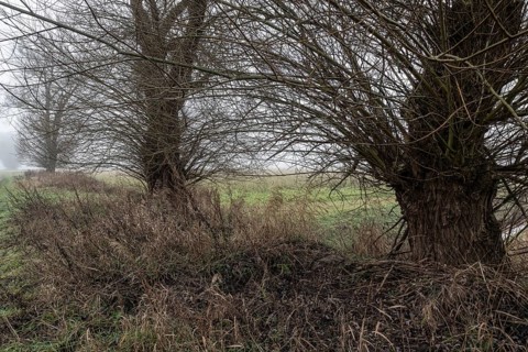 Old willows (Salix) in the fog, Emsland, Lower Saxony, Germany
