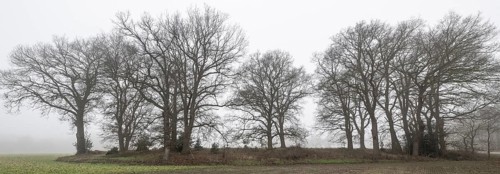 English oaks (Quercus robur) in fog, Emsland, Lower Saxony, Germany