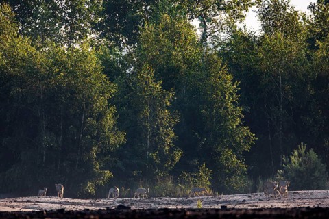 A pack of wolves (Canis lupus), consisting of three adults with seven pups, on the way to the