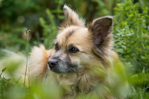 Dog, mixed breed lying in grass, portrait