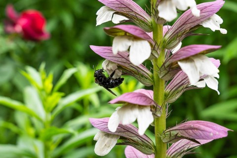 Wood bee (Xylocopa) on a flower of Acanthus spinosus (Acanthus spinosus) . Baden-Württemberg,
