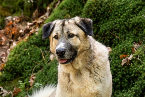 Kangal Mix, male, portrait