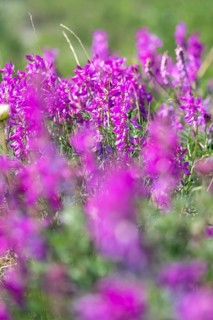 Alpine sweet clover (Hedysarum alpinum) also known as Eskima potato or bear's root, purple flowers,