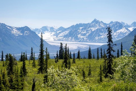 Taiga and tundra in front of mountain landscape with glaciers, Nelchina glaciers and glaciated