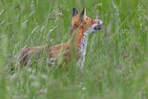 Red fox pheasant (Vulpes vulpes) with captured mouse for the cubs, rearing cubs, early summer,
