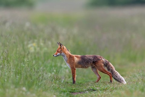 Red fox pheasant (Vulpes vulpes) in the High Tatras hunting for mice, rearing young, early summer,