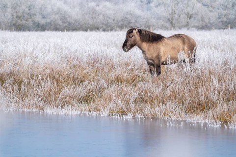 Horse in the foreground on a frosty pasture in diffuse light, Konik, Konik horse, Konik pony (Equus