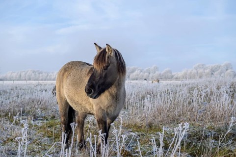 Horse in winter landscape with clear sky and frost-covered plants, Konik, Konik horse, Konik pony