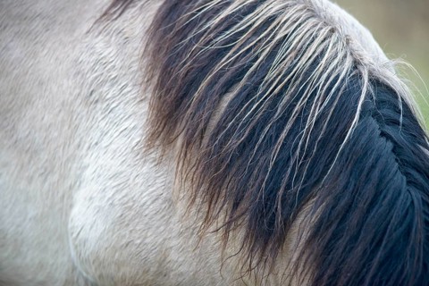 Close-up of a horse's mane in the winter light, Konik, Konik horse, Konik pony (Equus caballus