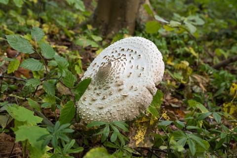 Common giant umbrella on forest floor, parasol mushroom, Granitz Nature Reserve, Southeast Rügen