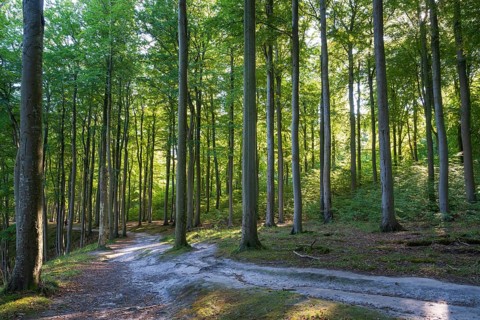 Trail through beech forest, Granitz Nature Reserve, Southeast Rügen Biosphere Reserve, Rügen