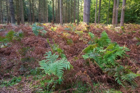 Forest soil with green and brown fern, Granitz Nature Reserve, Southeast Rügen Biosphere Reserve,