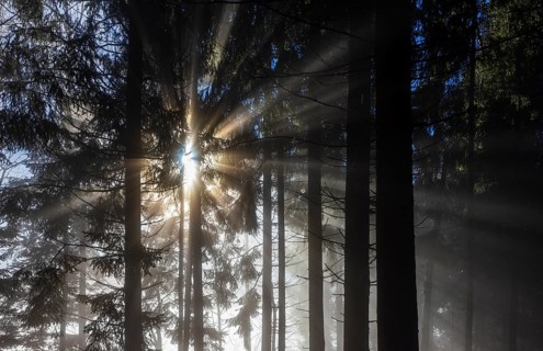 Spruce forest in morning fog with sunbeams, autumn, Mondseeland, Salzkammergut, Upper Austria,
