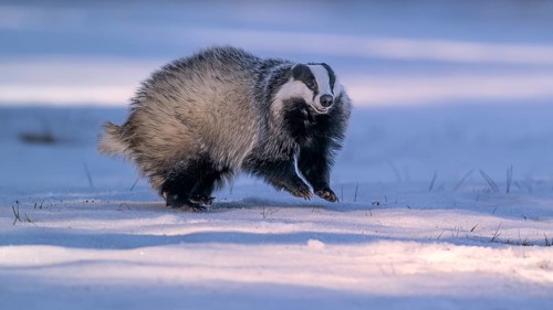 European badger (Meles meles), jumping in a snowy landscape in the last light, Swabian Alb