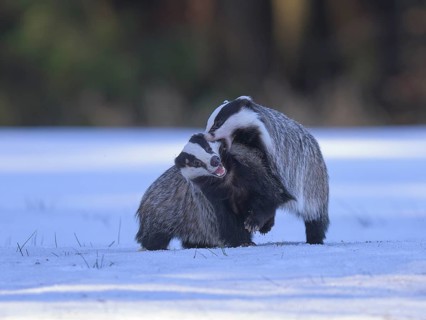 European badger (Meles meles), playful fight in a snowy landscape in the last light, Swabian Alb