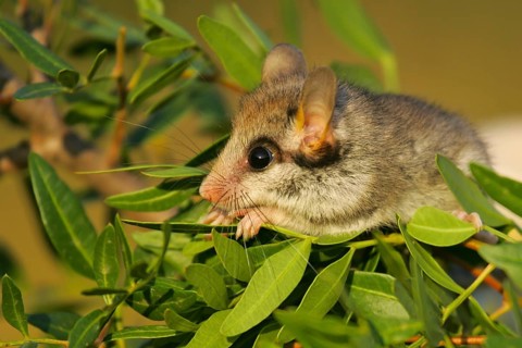 Garden dormouse (Eliomys quercinus), close-up, adult sits in a cute pose in bushes and looks with