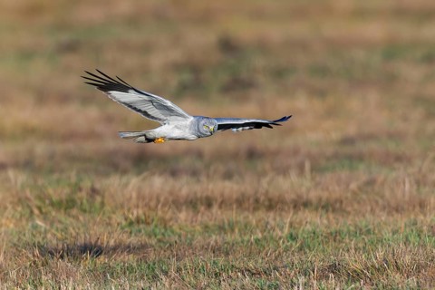 Hen harrier (Circus cyaneus), close-up, grey male flying with outstretched wings in a hunting