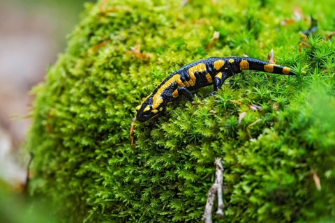 Fire salamander (Salamandra salamandra), close-up, running on the forest floor over a large area of