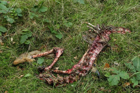 A female roe deer (Capreolus capreolus) killed by a wolf (Canis lupus) 3 days earlier, even the