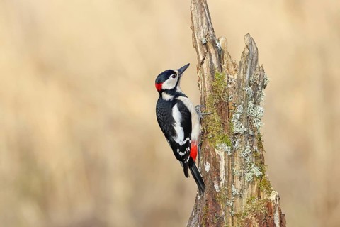 Great spotted woodpecker (Dendrocopos major), male, foraging on a tree stump overgrown with moss