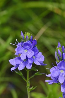 Veronica teucrium (Veronica teucrium) blue flower at the edge of a field hedge, Lahnstein,