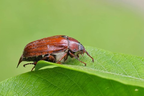 May beetle, wood cockchafer (Melolontha hippocastani), female, on leaf of a willow (Salix caprea),