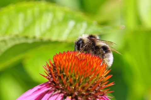 Garden bumblebee (Bombus hortorum), garden bumblebee, collecting nectar on a purple coneflower
