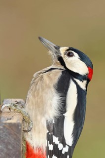 Great spotted woodpecker (Dendrocopos major), male, animal portrait, close-up, Wilnsdorf, North