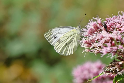 A Cabbage butterfly (Pieris brassicae) sucking nectar on the flower of a Hemp agrimony