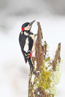 Great spotted woodpecker (Dendrocopos major), male, foraging in winter on a tree stump covered with