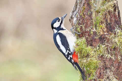 Great spotted woodpecker (Dendrocopos major), female, foraging on a tree stump overgrown with moss