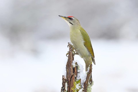Grey-headed woodpecker (Picus canus), male sitting on a dead wood covered with moss and lichen in