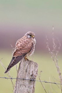 Kestrel (Falco tinnunculus), on a pasture fence post, Bieslicher Insel, Lower Rhine, North
