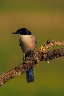 Azure-winged Magpie (Cyanopica cyana) on a cork oak branch, Castilla-La Mancha, Spain