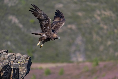 Golden eagle (Aquila chrysaetos), male, Tercel taking off from a lichen-covered rock, flight,